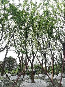 20-24公分朴树-高度7-8.5m-冠幅4.5-6m-价格2400-4500元