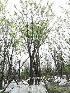 20-24公分朴树-高度7-8.5m-冠幅4.5-6m-价格2400-4500元