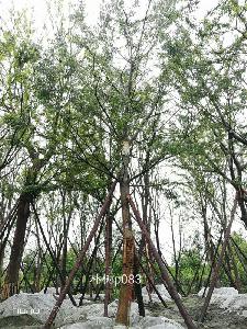 20-24公分朴树-高度7-8.5m-冠幅4.5-6m-价格2400-4500元