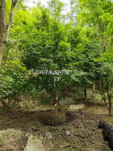 13公分鸡爪槭-高度4米-冠幅4米-价格3300元-精品好货大量供应