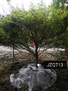 13公分鸡爪槭-高度4米-冠幅4米-价格3300元-精品好货大量供应