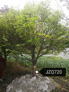 13公分鸡爪槭-高度4米-冠幅4米-价格3300元-精品好货大量供应