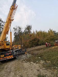 13公分鸡爪槭-高度4米-冠幅4米-价格3300元-精品好货大量供应