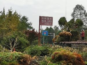 14公分鸡爪槭-高度4.5米-冠幅4米-价格4200元-新货精品好苗