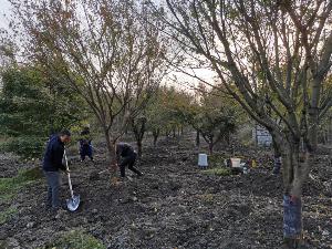 14公分鸡爪槭-高度4.5米-冠幅4米-价格4200元-新货精品好苗