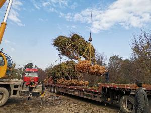 14公分鸡爪槭-高度4.5米-冠幅4米-价格4200元-新货精品好苗