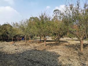 14公分鸡爪槭-高度4.5米-冠幅4米-价格4200元-新货精品好苗