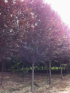 16公分红叶李价格4300元-精品红叶李大量供应-低价出售