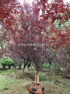 16公分红叶李价格4300元-精品红叶李大量供应-低价出售