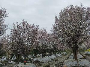 18公分最新红叶李价格5040元-红叶李便宜好货正在热销-现挖现卖