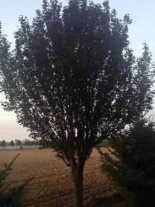 20公分红叶李价格5850元-精品红叶李产地报价-一手货源-价低质优