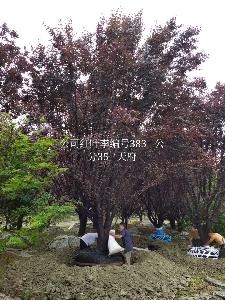 15公分红叶李价格2900元-红叶李市场价格-低价优惠出售中