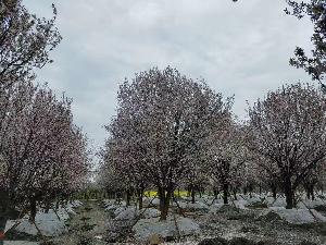 15公分红叶李价格2900元-红叶李市场价格-低价优惠出售中