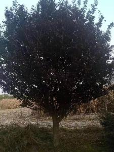 15公分红叶李价格2900元-红叶李市场价格-低价优惠出售中