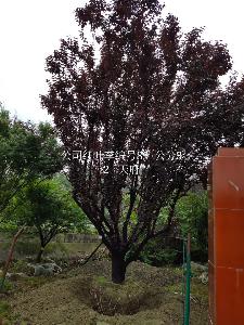 25公分红叶李价格9200元-精品红叶李降价-火热销售中