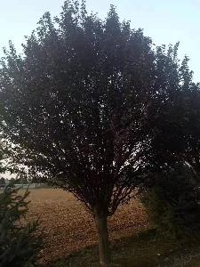 25公分红叶李价格9200元-精品红叶李降价-火热销售中