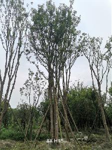 82公分丛生黄连木价格22800-高度12m-冠幅6m