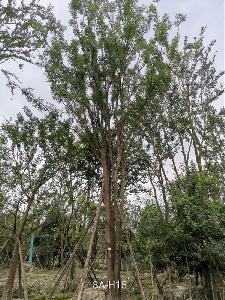 85公分丛生黄连木价格24000元-高度12m-冠幅5m