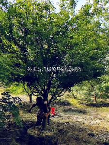 14公分鸡爪槭价格4800元-高度4.5m-冠幅4m