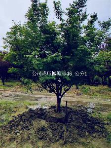 14公分鸡爪槭价格4800元-高度4.5m-冠幅4m