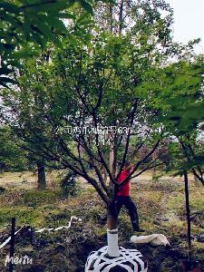 14公分鸡爪槭价格4800元-高度4.5m-冠幅4m